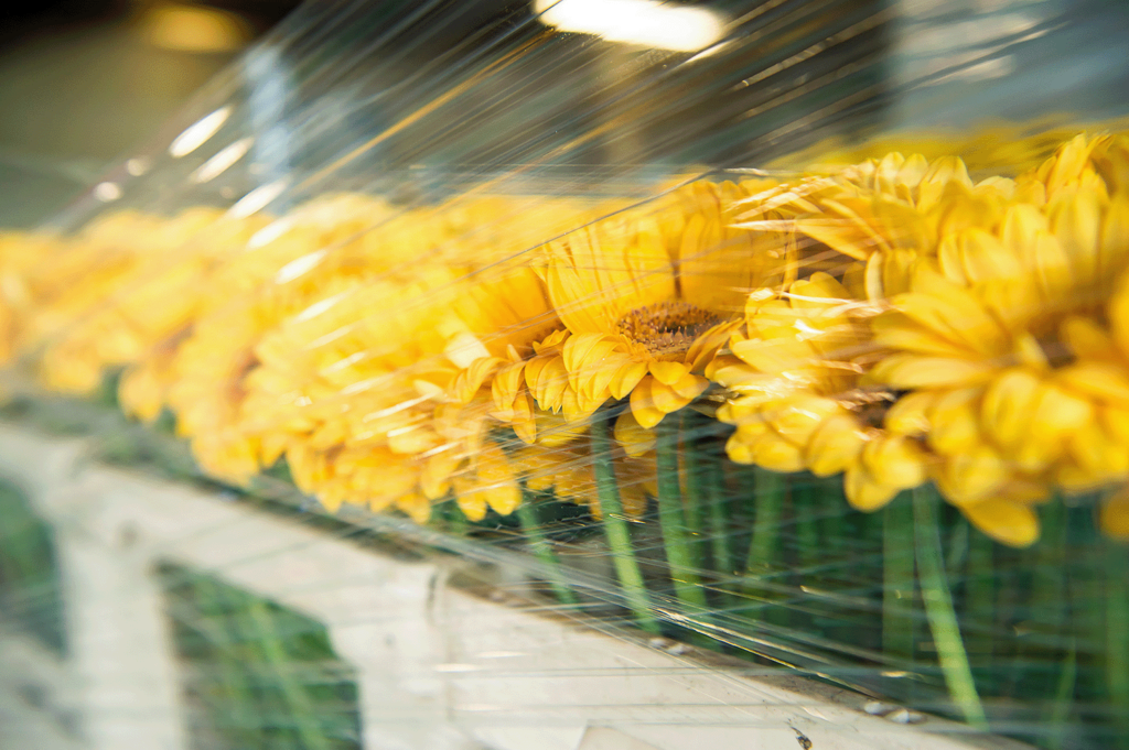 Viele gelbe Gerbera in Holzkisten, die mit Folie umwickelt sind