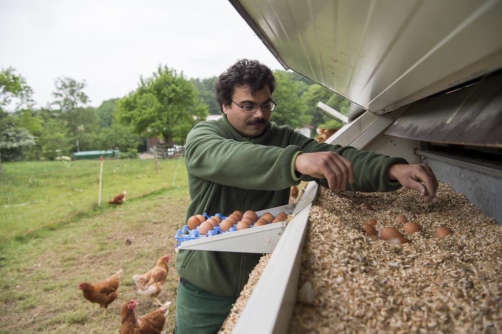 Christian Hofmann sammelt die frisch gelegten Eier der freilebenden Hühner aus einer geschützten Legebox im Freien.